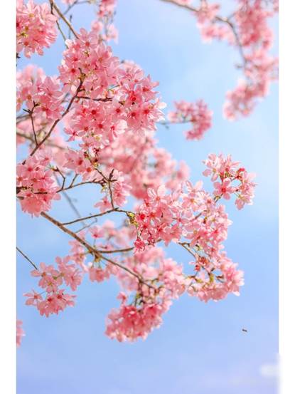 樱花已灿，冬尽风暖